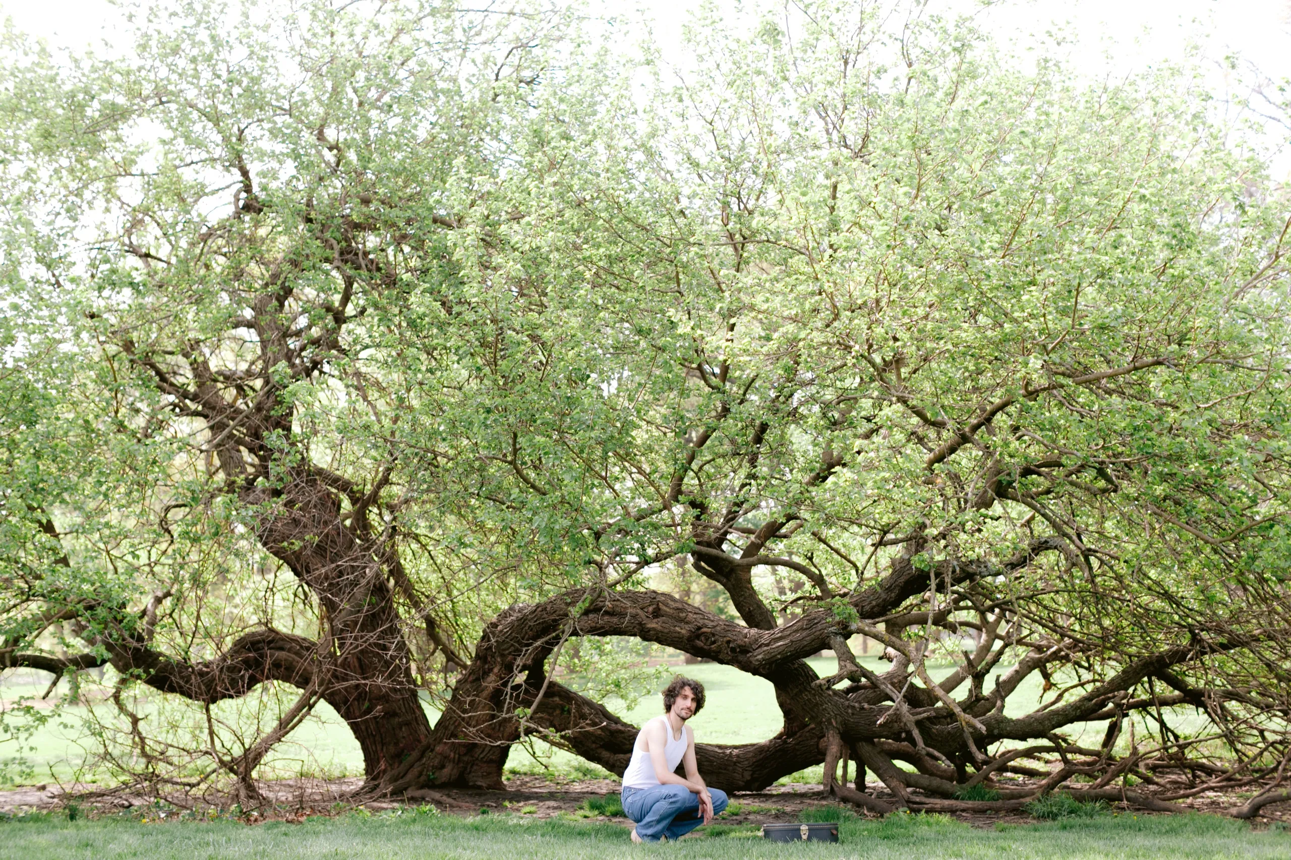 Ancient tree in natural setting, Earth Music album cover